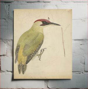 Πίνακας, European Green Woodpecker
