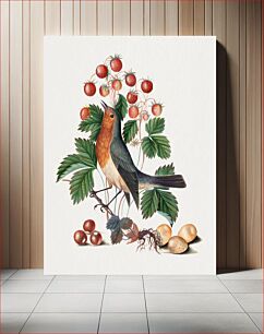 Πίνακας, European robin and wild strawberry from the Natural History Cabinet of Anna Blackburne (1768) by James Bolton