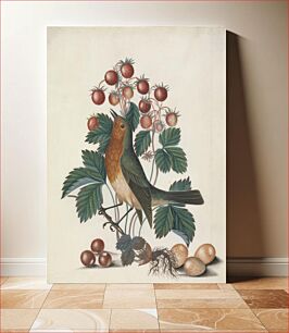 Πίνακας, European robin (Erithacus rubecula) and eggs, with wild strawberry (Fragaria vesca L.) from the Natural History Cabinet of Anna Blackburne (ca.1768) by