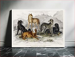 Πίνακας, European Wolf, Black Wolf of North America, St.Bernard's Mastiff, Highland Greyhound, and Great Dog of Nepal. A History of the Earth and Animated Nature (1820) by Oliver Goldsmith (1730-1774)