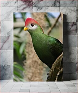 Πίνακας, Exotic Bird in Natural Habitat Εξωτικό πουλί σε φυσικό βιότοπο
