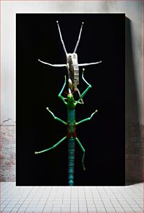 Πίνακας, Exotic Insect on Dark Background Εξωτικό έντομο σε σκοτεινό φόντο