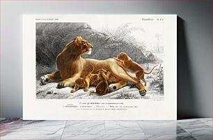 Πίνακας, Fails Leo illustrated by Charles Dessalines D' Orbigny (1806-1876)