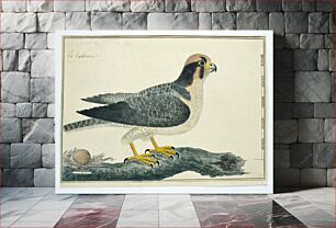 Πίνακας, Falco biarmicus (Lanner falcon) (1777–1786) by Robert Jacob Gordon