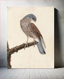 Πίνακας, Falcon: Hen Krestel (ca. 1790) by William Lewin