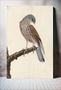 Πίνακας, Falcon: Hen Krestel