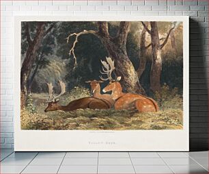 Πίνακας, Fallow Deer