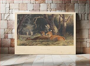 Πίνακας, Fallow Deer