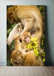 Πίνακας, Family of Monkeys in Nature Οικογένεια πιθήκων στη φύση