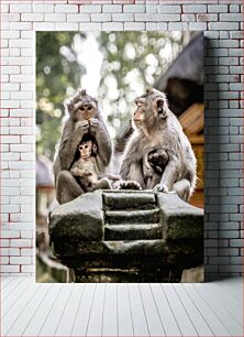 Πίνακας, Family of Monkeys Οικογένεια πιθήκων