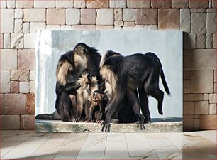 Πίνακας, Family of Monkeys Οικογένεια πιθήκων