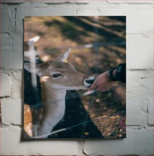 Πίνακας, Feeding a Deer Ταΐζοντας ένα ελάφι