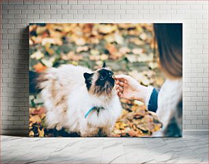 Πίνακας, Feeding a Furry Friend Ταΐζω έναν γούνινο φίλο