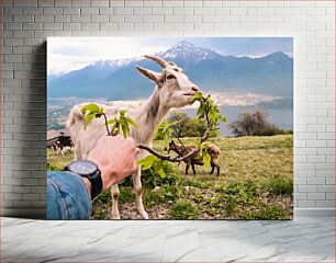 Πίνακας, Feeding Goats in the Mountains Ταΐζοντας Κατσίκες στα Βουνά