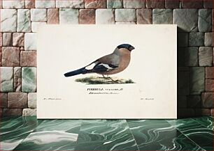 Πίνακας, Female bullfinch, 1828 - 1838, Magnus Von Wright