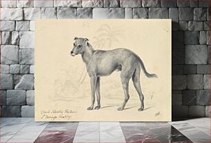 Πίνακας, Feral Dog of St. Domingo by Charles Hamilton Smith