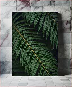 Πίνακας, Fern Leaves in Nature Φύλλα φτέρης στη φύση