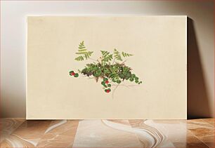 Πίνακας, Ferns and vines