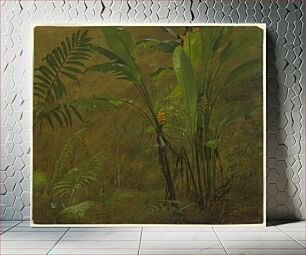 Πίνακας, Ferns and Wild Plantain, Jamaica, Frederic Edwin Church