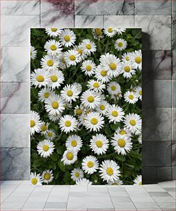 Πίνακας, Field of Blossoming Daisies Πεδίο με ανθισμένες μαργαρίτες