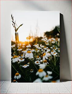 Πίνακας, Field of Daisies at Sunset Το χωράφι με τις μαργαρίτες στο ηλιοβασίλεμα