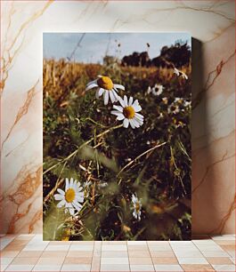 Πίνακας, Field of Daisies Χωράφι με Μαργαρίτες