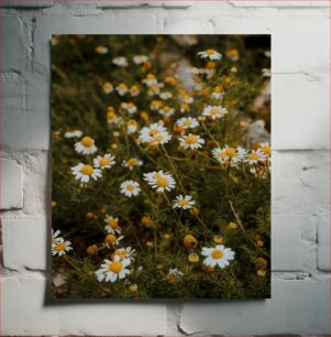 Πίνακας, Field of Daisies Χωράφι με Μαργαρίτες