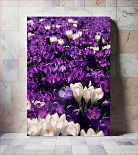 Πίνακας, Field of Purple and White Flowers Πεδίο με μωβ και λευκά λουλούδια