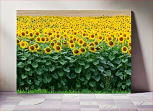 Πίνακας, Field of Sunflowers Πεδίο με ηλιοτρόπια