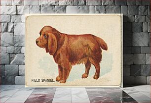 Πίνακας, Field Spaniel, from the Dogs of the World series for Old Judge Cigarettes