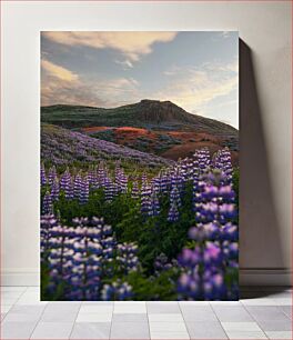 Πίνακας, Fields of Lupines at Sunset Πεδία λούπινων στο ηλιοβασίλεμα