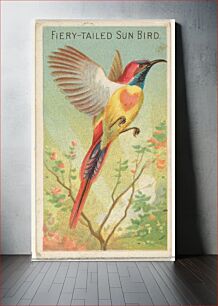 Πίνακας, Fiery-Tailed Sun Bird, from the Birds of the Tropics series (N5) for Allen & Ginter Cigarettes Brands