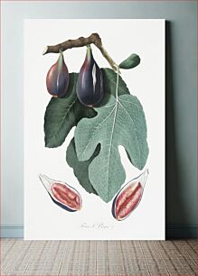 Πίνακας, Fig (Figus Carica) from Pomona Italiana (1817 - 1839) by Giorgio Gallesio (1772-1839)