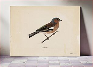Πίνακας, Finch, 1820 - 1868, Magnus Von Wright