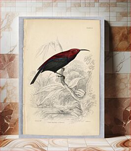 Πίνακας, Fire-Backed Sunbird, plate 15 from Birds of Western Africa, William Home Lizars