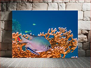 Πίνακας, Fish Among Coral Reefs Ψάρια ανάμεσα σε κοραλλιογενείς υφάλους