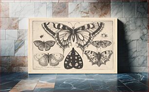 Πίνακας, Five Butterflies, a Moth and Two Beetles