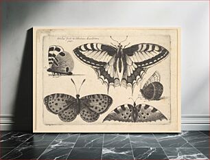 Πίνακας, Five Butterflies by Wenceslaus Hollar