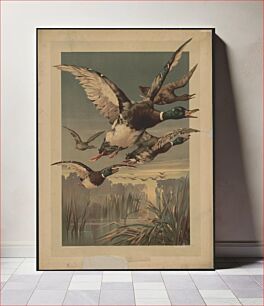 Πίνακας, [Five ducks flying above a swamp]