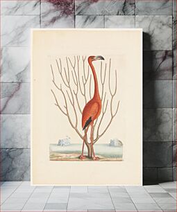 Πίνακας, Flamingo (1731–1743) by Mark Catesby