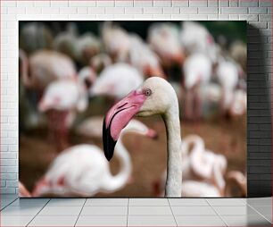 Πίνακας, Flamingo Close-Up Κοντινό πλάνο Flamingo