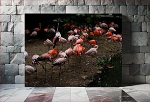Πίνακας, Flamingo Flock Σμήνος Flamingo