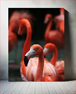 Πίνακας, Flamingos in Focus Φλαμίνγκο στο Focus