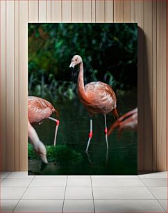 Πίνακας, Flamingos in the Water Φλαμίνγκο στο νερό