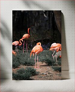 Πίνακας, Flamingos in the Wild Φλαμίνγκο στην άγρια ​​φύση