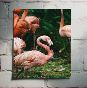 Πίνακας, Flamingos in Their Natural Habitat Φλαμίνγκο στο φυσικό τους περιβάλλον