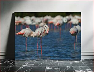 Πίνακας, Flamingos in Water Φλαμίνγκο στο νερό