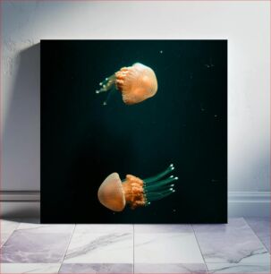 Πίνακας, Floating Jellyfish Πλωτές μέδουσες