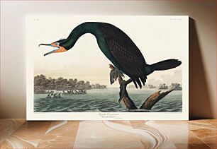 Πίνακας, Florida Cormorant from Birds of America (1827) by John James Audubon, etched by William Home Lizars