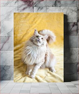 Πίνακας, Fluffy Cat on Yellow Blanket Αφράτη γάτα σε κίτρινη κουβέρτα